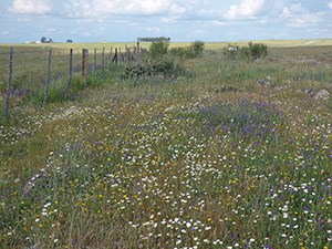 Extremadura Pseudosteppe in bloom © John Muddeman
